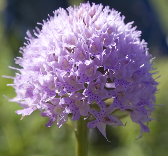 Traunsteinera globosa?